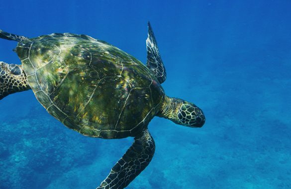 capinha-dia-mundial-da-agua